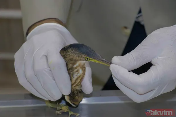 Türkiye'de ilk! Şanlıurfa'da 'yeşil sırtlı balıkçıl' görüldü - 7