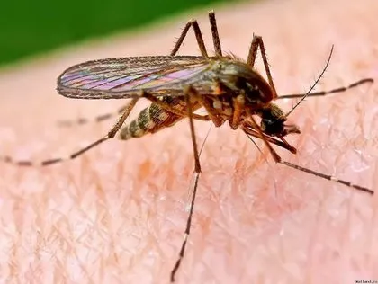 Sivrisineklerden kurtulmak için bunları yapın
