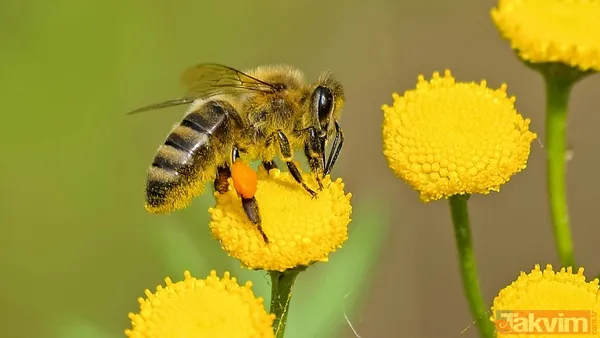 Zaman tüneli açıldı! Uzaylılarla iletişimin anahtarı bal arıları - 13