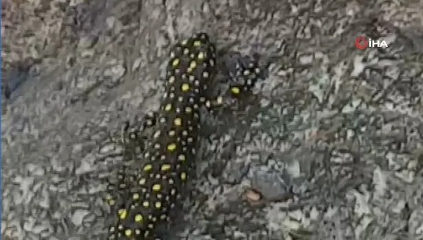Siirt Şirvan'da nesli tükenmekte olan 'Sarı benekli semender' bulundu | Video