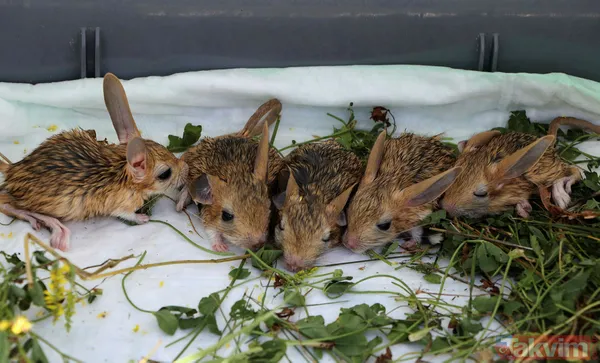 Nesli tükenme tehlikesi altında! Bitkin halde bulunan 5 yavru Arap tavşanı özel bakıma alındı - 6