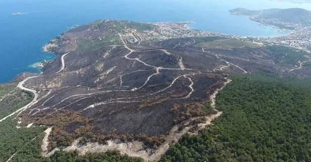 Yanan ormanlar yeniden yeşerdi