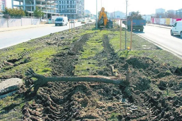 Tekirdağ Çerkezköy ilçesinde ağaç katliamı yapan CHP'li belediyeden vahim cevap: Dekora uymadı kestik