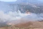 Foça ve Aliağa’da yanan 907 hektar alan hayata dönüyor... 1 milyon fidan toprakla buluşuyor