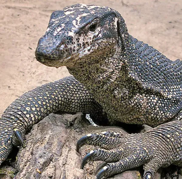 hindistanda-4-avci-bengal-kertenkelesini-istismar-ederken-yakalandi-1649937073828.jpg Yuh artık! Hindistan'da 4 avcı Bengal kertenkelesini istismar ederken yakalandı-3