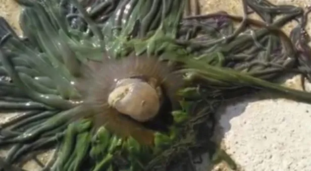 Çanakkale'de denize giren kızın yüzüne yapıştı-1