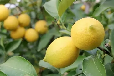 Limon ithalatına yeni vergi düzenlemesi: Fahiş artışa izin yok