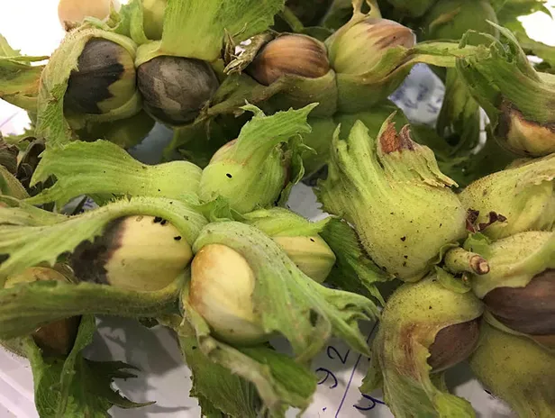 Yine ortaya çıktı! Ağaçların yapraklarını yiyip suyunu içiyor-3