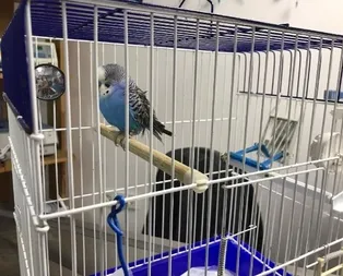 Muhabbet kuşundan 4’te 1’i kadar tümör çıktı