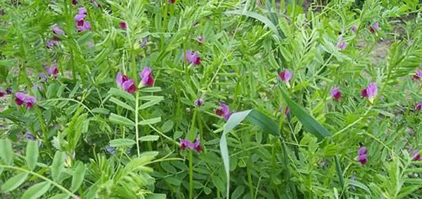 Burçak kalbe iyi bakar