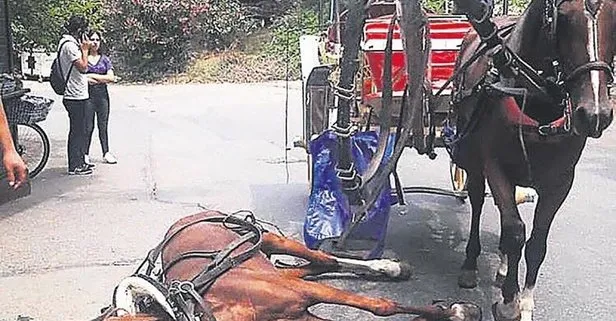 İstanbul Büyükada’daki atlarda Ruam hastalığı tespit edildi!