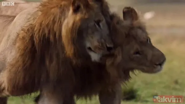Cesur aslan onlarca sırtlanın arasında girdi! Vahşi doğada şoke eden kare! Sonrasında ise kaçınılmaz ölüm - 41