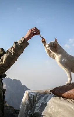 Mehmetçiğin 'can dostu' oldu