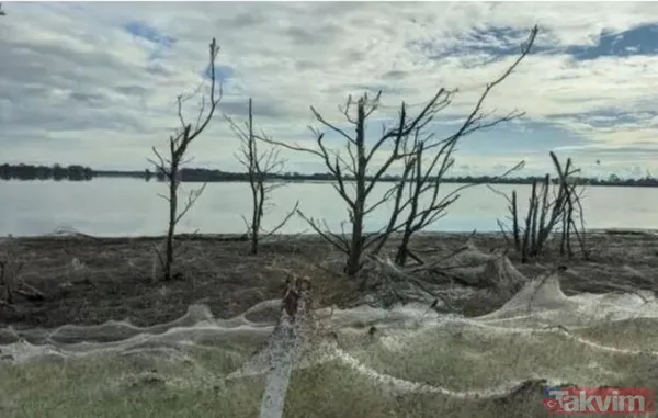 Koronavirüs fare istilasından sonra şimdi de örümcek istilası! Avustralya'da her yeri örümcek ağları kapladı - 3