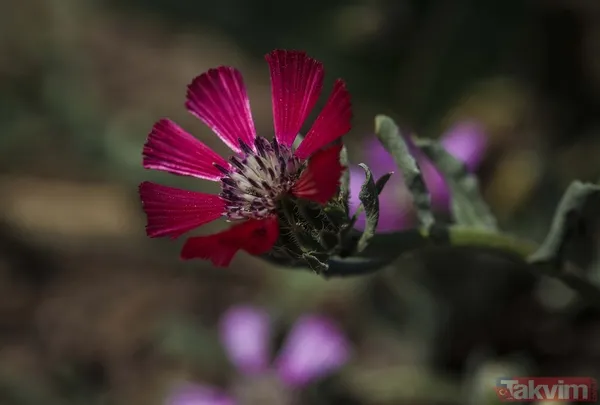 Dünyada sadece Ankara Gölbaşı'nda yetişiyor! 'Sevgi çiçeği' özel koruma altında - 7