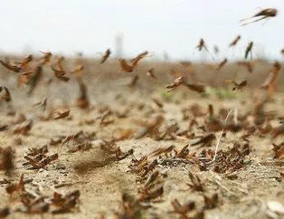 Kutsal şehri çekirgeler bastı
