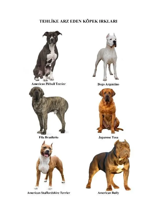 American Staffordshire Terrier ve American Bully ırkı köpekler de 'tehlike arz eden hayvan' olarak belirlendi-2