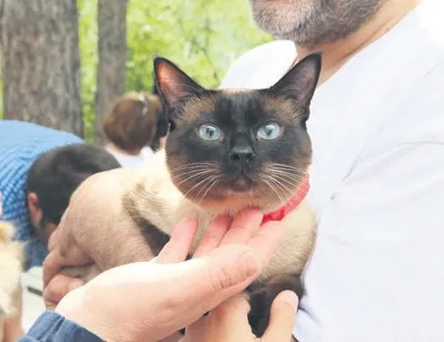 Yarışma hare’kedi’