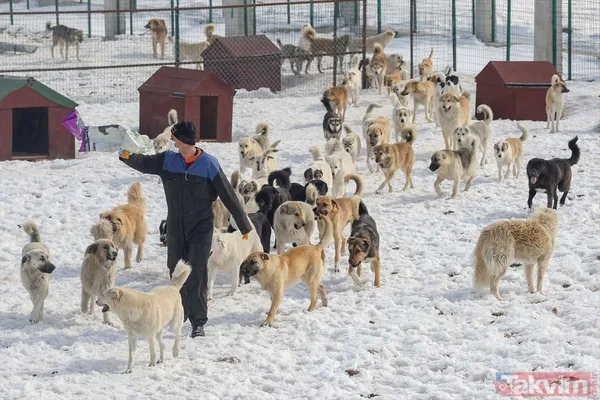 SON DAKİKA: PKK'yı HDP'yi rahatsız eden fotoğraf! Yüksekova'nın eski halinden eser yok - 17