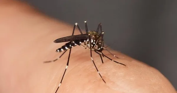 Prof. Dr. Ateş Kara açıkladı: Koronavirüs sivrisinekten bulaşır mı?-1