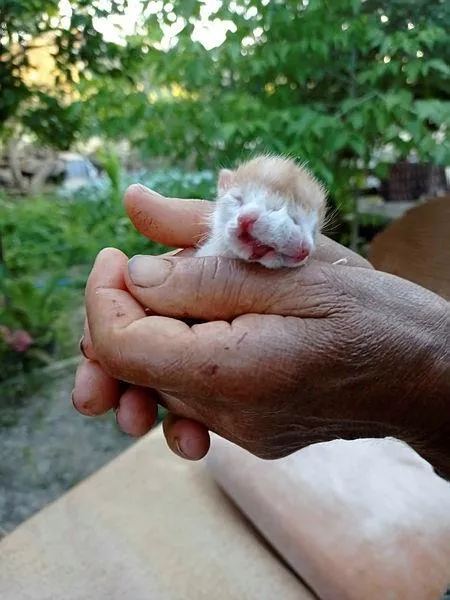 cift-basli-dogan-kedi-gorenleri-saskina-cevirdi-2-agzi-ve-4-gozu-1621628707798.jpeg Çift başlı doğan kedi görenleri şaşkına çevirdi! 2 ağzı ve 4 gözü...-2