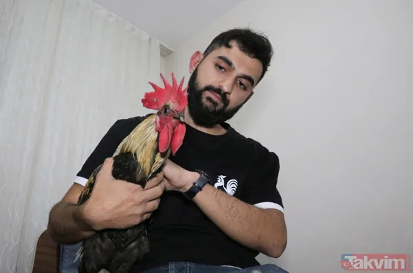 Öterken bayılan Denizli horozu Bahtiyar baba oldu! 10 civcivi var - 10