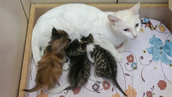 21-aralik-oncesinde-mugla-marmariste-sokak-kedilerinin-ortadan-kaybolmasi-satanizm-iddialarini-gundeme-getirdi-1608366463615.jpg 21 Aralık öncesinde Muğla Marmaris'te sokak kedilerinin ortadan kaybolması satanizm iddialarını gündeme getirdi-17