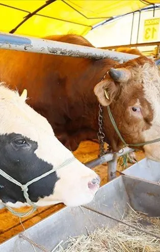 Satışların azalması bayramın ikinci gününde kurban fiyatlarını düşürdü