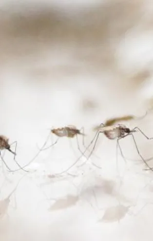 Dünya Sağlık Örgütü'nden (DSÖ) ilk kez bir sıtma aşısına onay