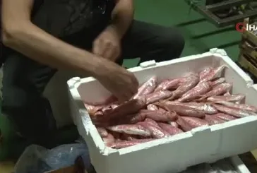 Av yasağı sona erdi, İstanbul’da sezonun ilk balıkları avlandı