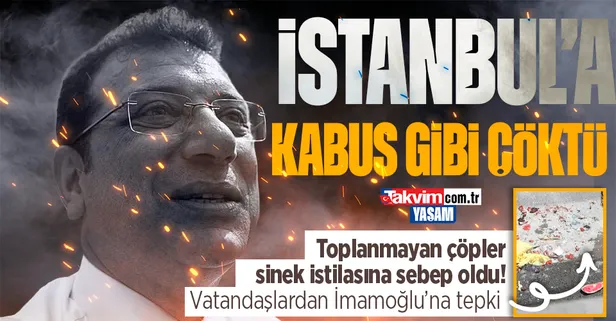 CHP'li İBB İstanbul'u sivrisineklere teslim etti! Vatandaş ilaçlama yapmayan belediyeye tepki gösterdi