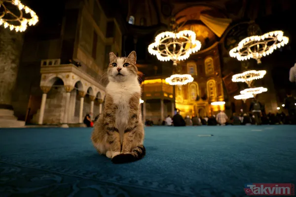 Bin aydan daha hayırlı olan Kadir Gecesi tüm yurtta idrak edildi: Filistinli mazlumlara dua edildi - 28