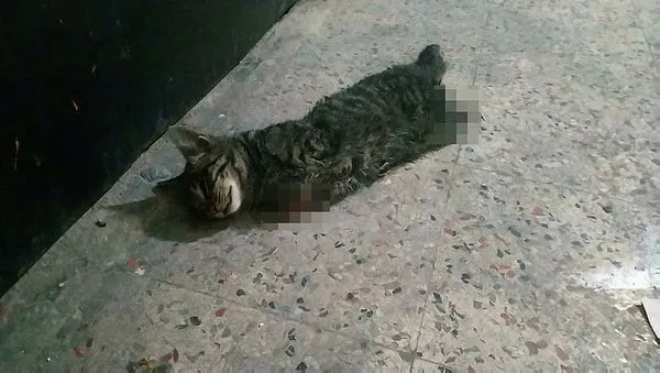 Son dakika: Kocaeli'de kan donduran olay! Kedinin 4 bacağı kesilerek...-2