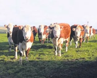 Kurbanlıklar elde kalmayacak