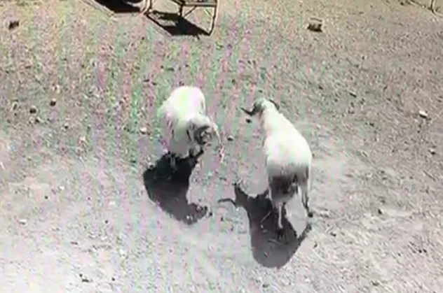 Kafa kafaya çarpışan koçlar öldü