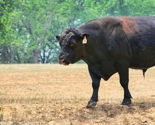 Anguslar denizleri aştı