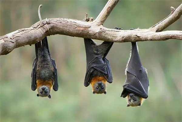 Bilim insanları ilk kez açıkladı! Meğer koronavirüs yarasalarda...-5