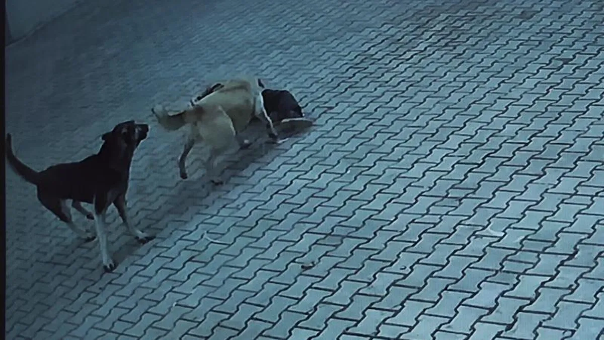 Sivas'ta başıboş köpekler 10 yaşındaki Berrak Kılıç'a saldırdı