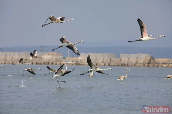 Minik allı turnalar (flamingolar) uçmayı İzmir Kuş Cenneti'ndeki doğal kreşte öğreniyorlar - 11