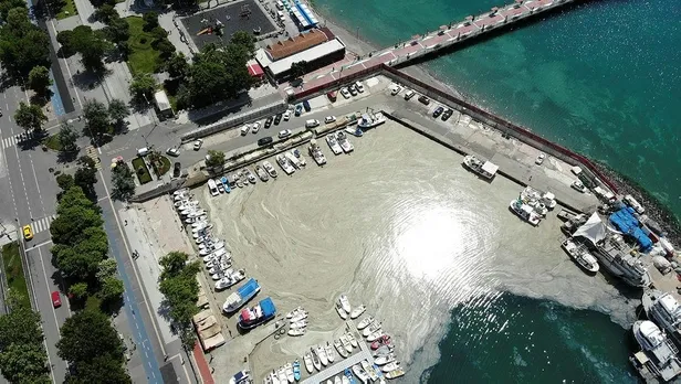 Son dakika: Tekirdağ'da lodos nedeniyle kıyılara müsilaj geri geldi-1