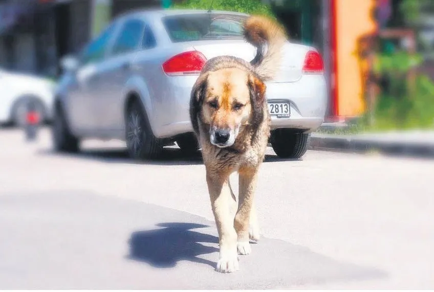 Sokak köpeği parçaladı
