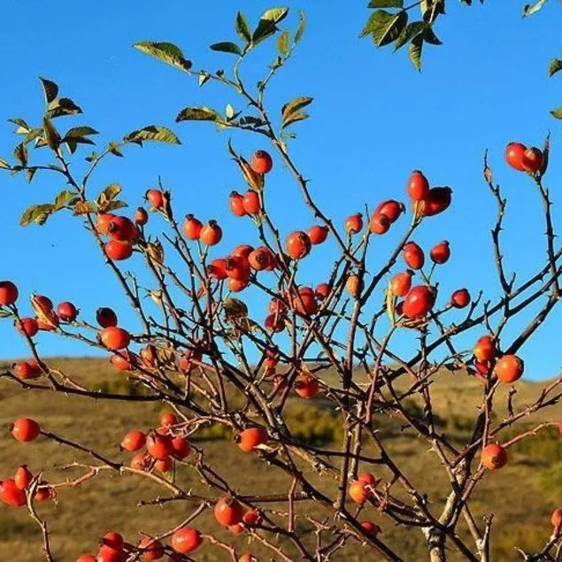 Kabızlığa kuşburnu