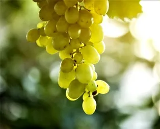 Üreticiler dikkat! Son tarih 21 Şubat!