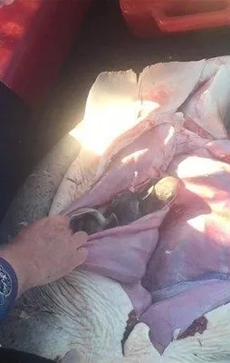 İçinden çıkanlar şoke etti