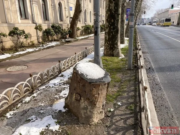 İBB'nin Çırağan'daki ağaç katliamının raporu açıklandı! Bilimsel çalışma yapılmadığı ortaya çıktı - 1