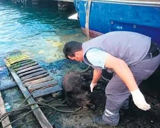 Boğaz’da domuz paniği!