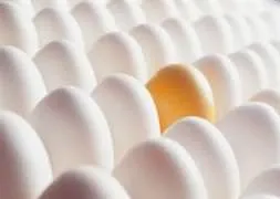 Yumurta ve tavukta skandal