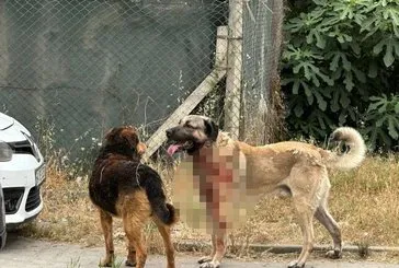 Ataşehir’de köpek dehşeti: Kadın ağır yaralandı!