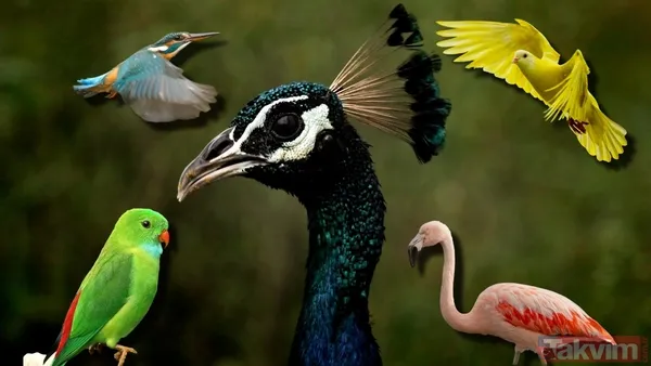 Yapay zeka kuşların evrimini geriye çekti! İlk uçuşun kökeni 60 milyon yıl öncesine ait - 1