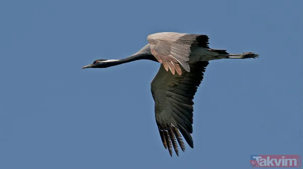Türkiye'de 17 yıl sonra bir ilk! Telli turnalar yuva kurdu - 11